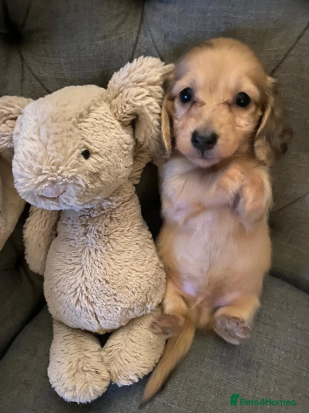 Miniature Dachshund dogs for sale: Beautiful long hair shaded cream dachshunds - Advert 1