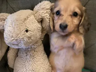 Miniature Dachshund dogs Beautiful long hair shaded cream dachshunds - Advert 9