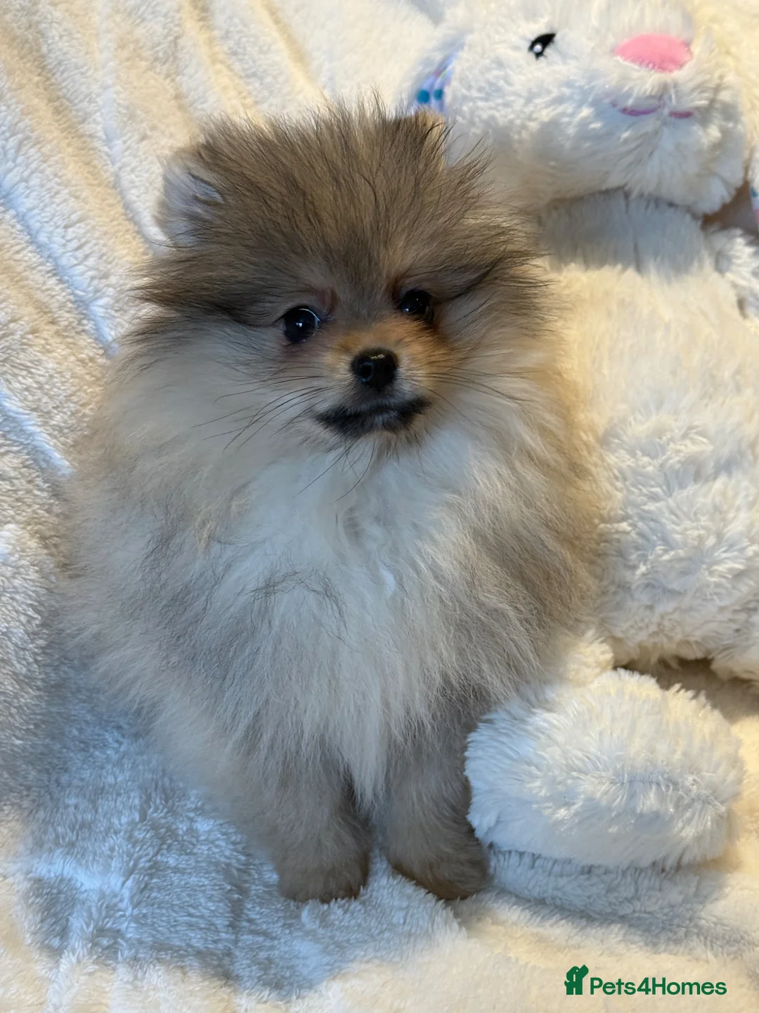 Pomeranian dogs for sale: KC Pomeranian Girl ready now  - Advert 2