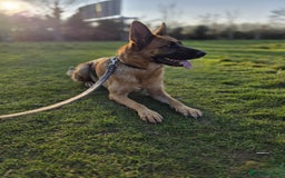 German Shepherd dogs for sale: 11 Cute German Shepherds!  - Image 18