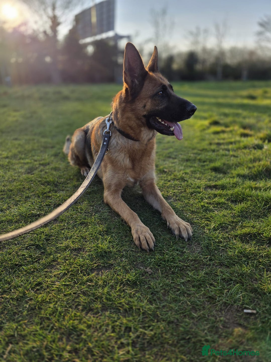 German Shepherd dogs for sale: 11 Cute German Shepherds!  - Image 18