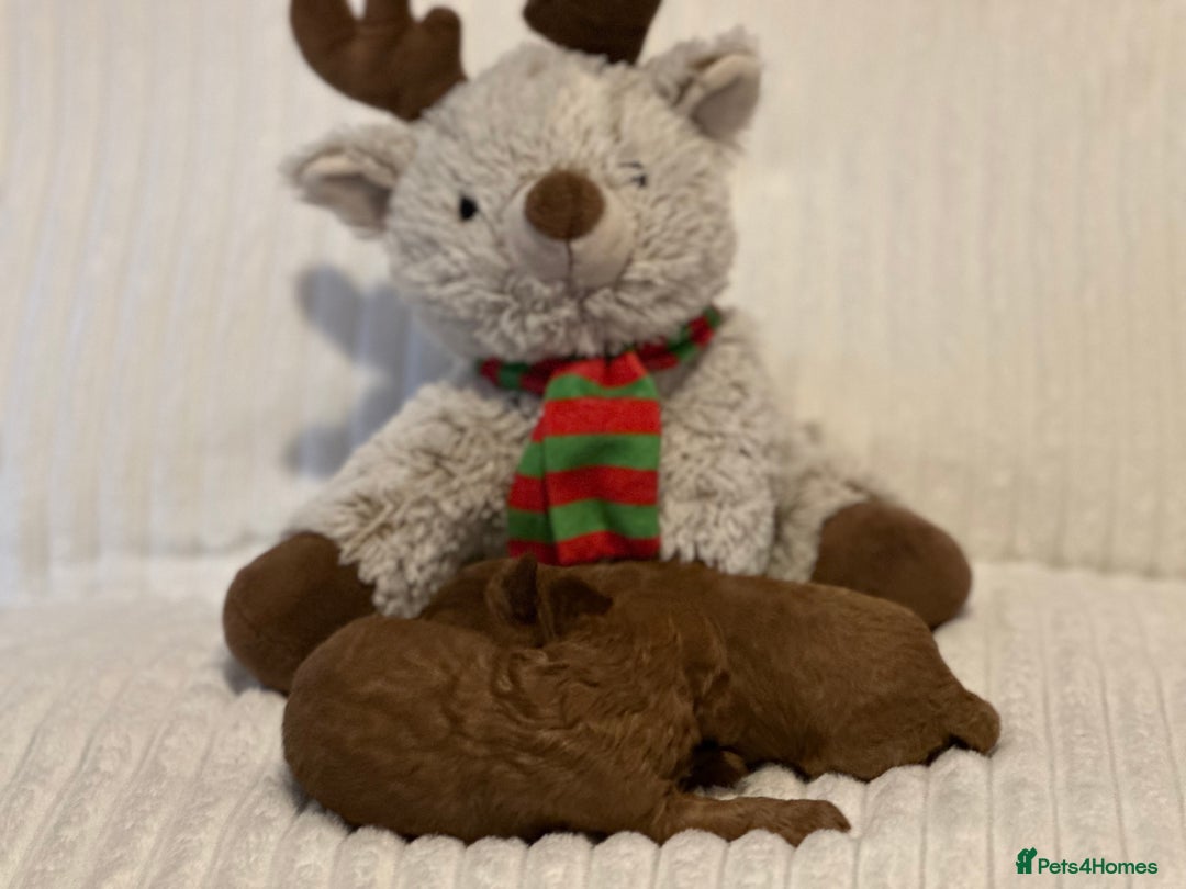 Toy Poodle dogs for sale: 2 TINY BOYS LEFT kc registered deep red toy poodle - Advert 26