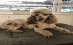 Cockapoo dogs for sale: ⭐️ Stunning Rare Coloured F1 Miniature Cockpoos ⭐️ - Image 38