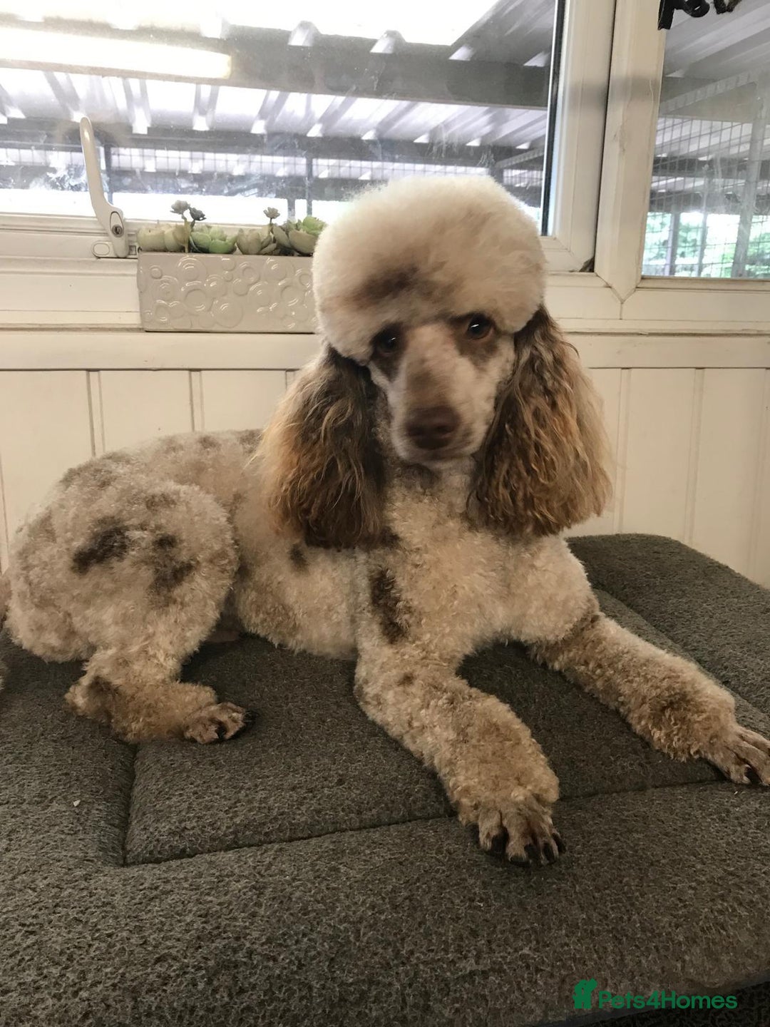 Cockapoo dogs for sale: ⭐️ Stunning Rare Coloured F1 Miniature Cockpoos ⭐️ - Image 38