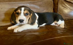 Beagle dogs for sale: Stunning beagles  - Image 1