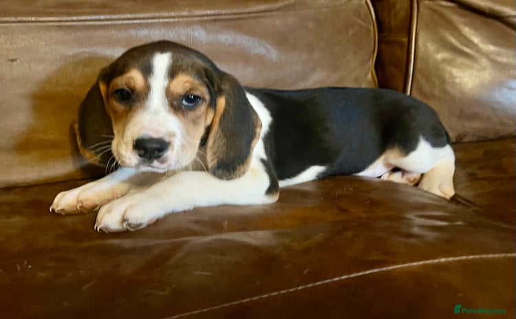 Beagle dogs - Advert 1