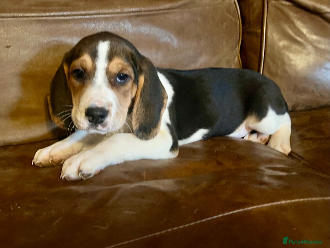 Beagle dogs for sale: Stunning beagles  - Image 1
