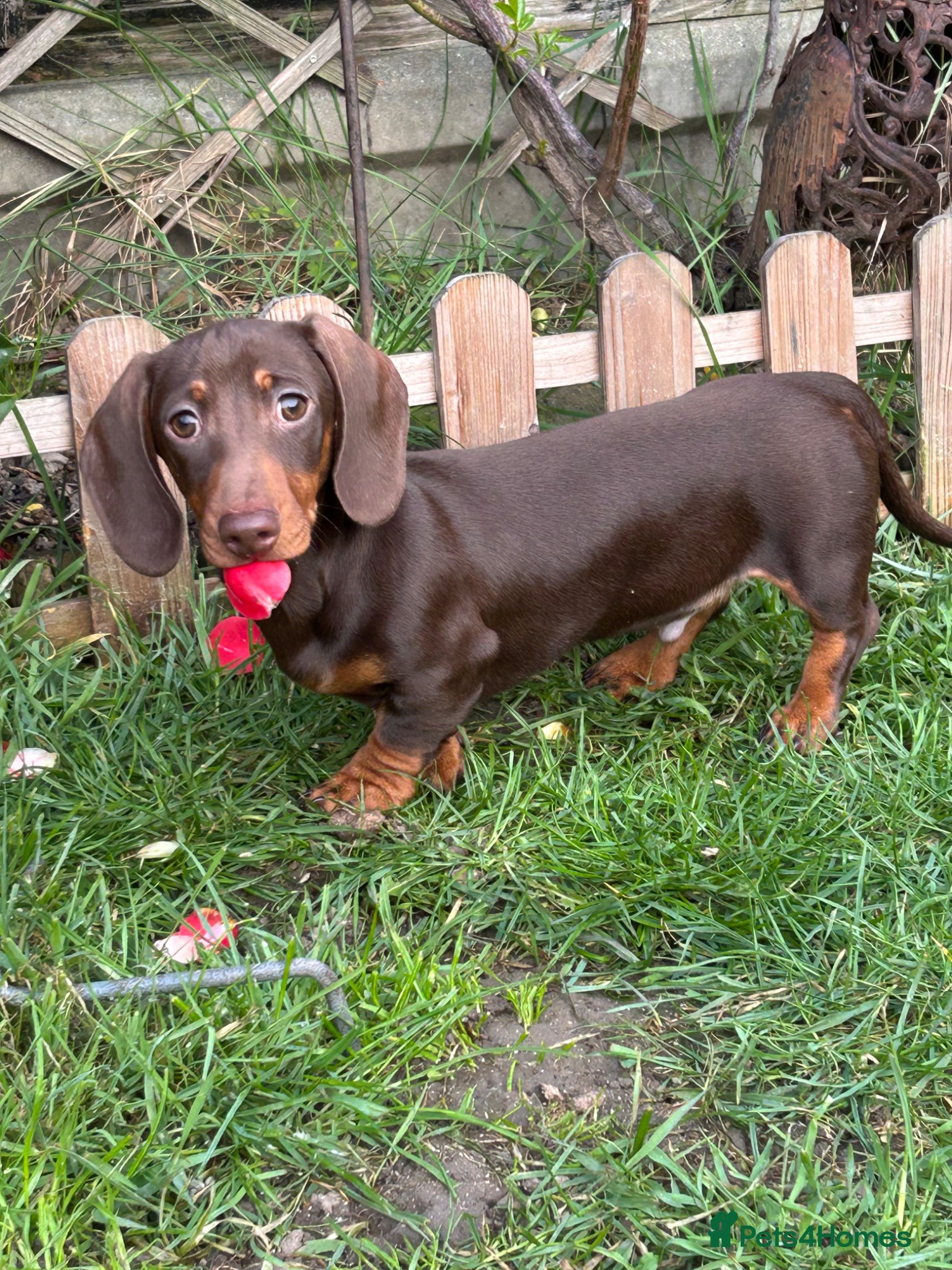 Miniature Dachshund dogs Last two chocolate & tan miniature dachshunds  - Advert 16