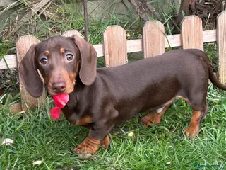 Miniature Dachshund dogs Last two chocolate & tan miniature dachshunds - Advert 16