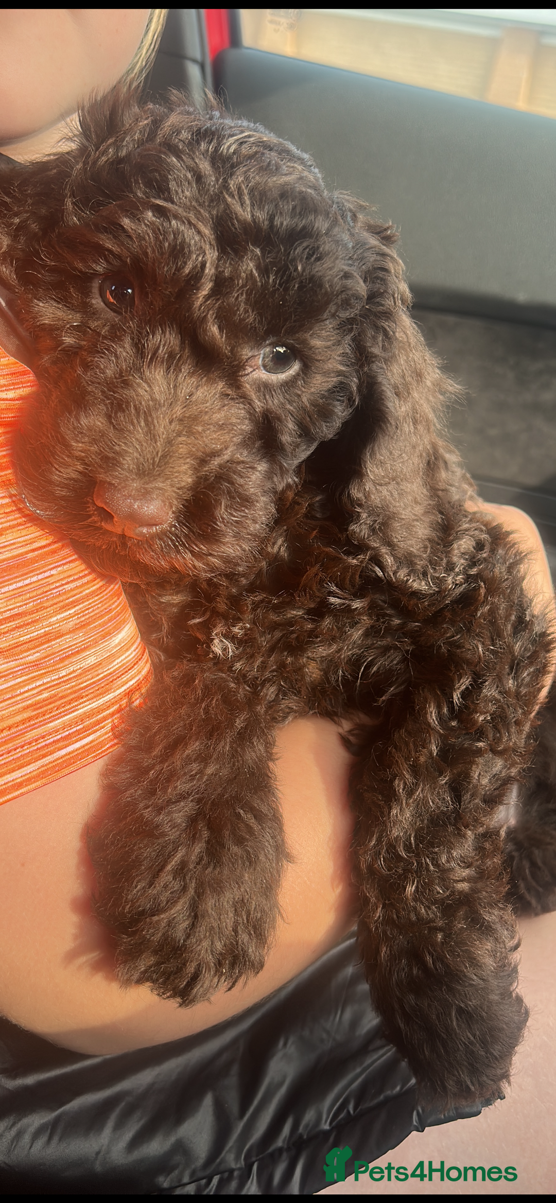 Cockapoo dogs for sale: Rare chocolate cockapoo - Advert 1