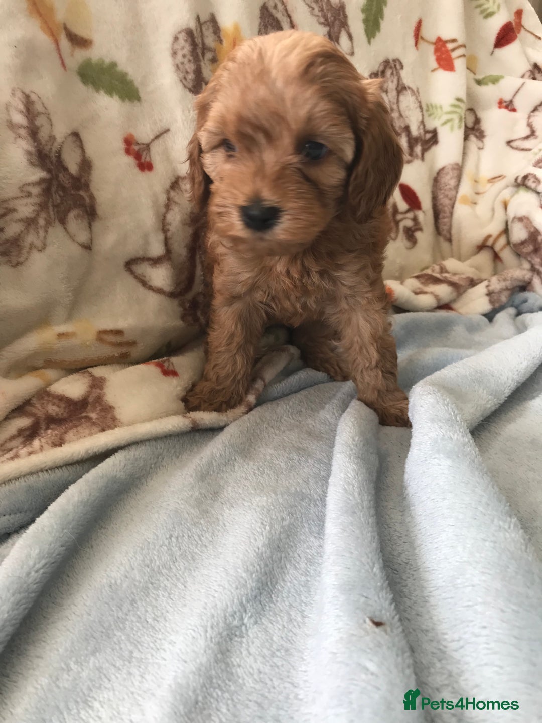 Cavapoo dogs for sale: F1B cavapoo pups  - Image 8