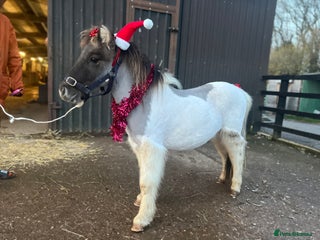 Shetland pony horses Cracker - Advert 4