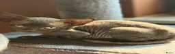 Devon Rex cats for sale: Two mischievous Devon Rex boys  - Advert 24