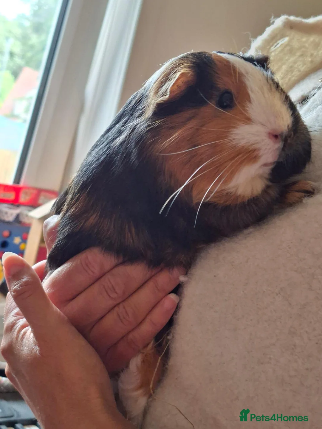 Guinea Pig rodents for sale: 2 guinea pigs  in Kilmacolm - Advert 2