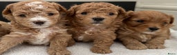 Maltipoo dogs for sale: Rare maltipoo puppies please read description  - Advert 10