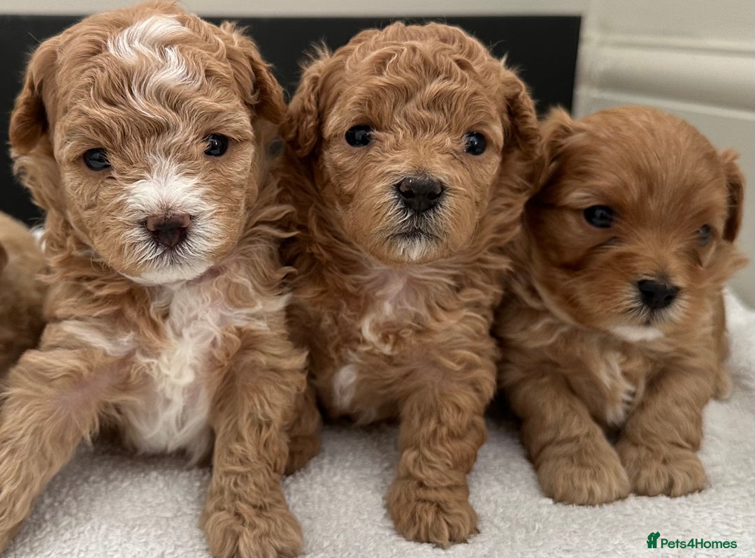 Maltipoo dogs for sale: Rare maltipoo puppies please read description  - Advert 10