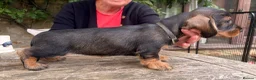 Dachshund dogs for sale: Standard Wirehaired Dachshund - Advert 5