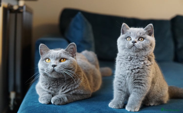 British Shorthair cats British shorthair blue boys - Advert 1