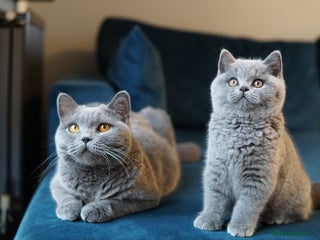 British Shorthair cats British shorthair blue boys - Advert 7