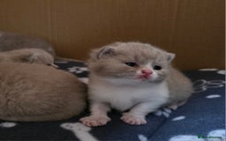 British Shorthair cats for sale: GCCF Registered British Shorthair Kittens - Image 23