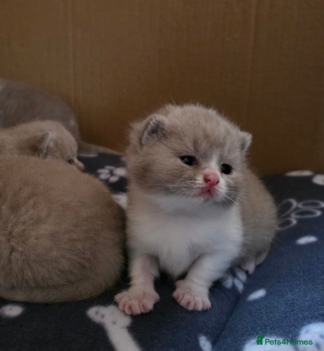 British Shorthair cats for sale: GCCF Registered British Shorthair Kittens - Image 23