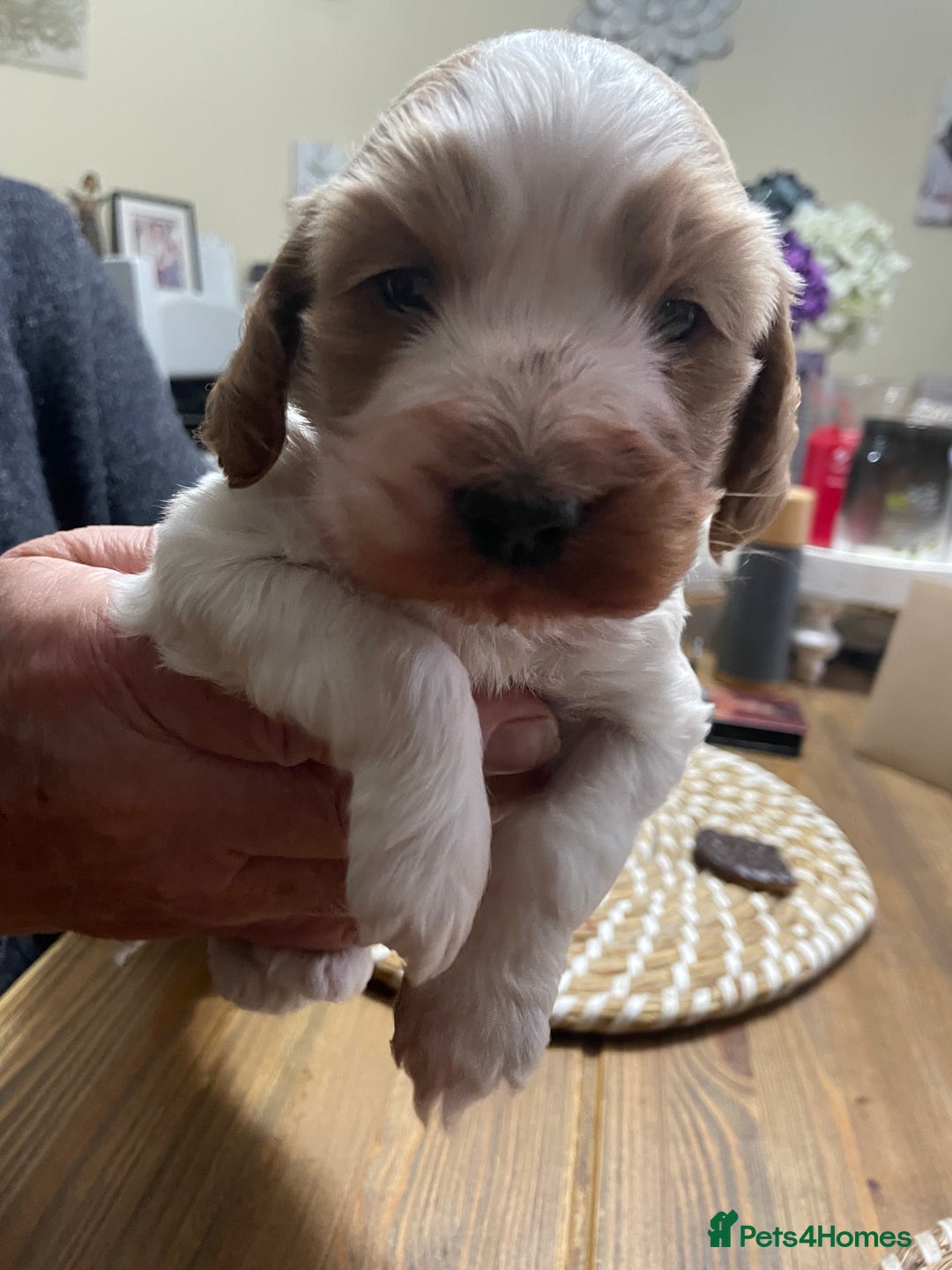 Cockapoo dogs for sale: Cockerpoo apricot and cream  - Advert 12