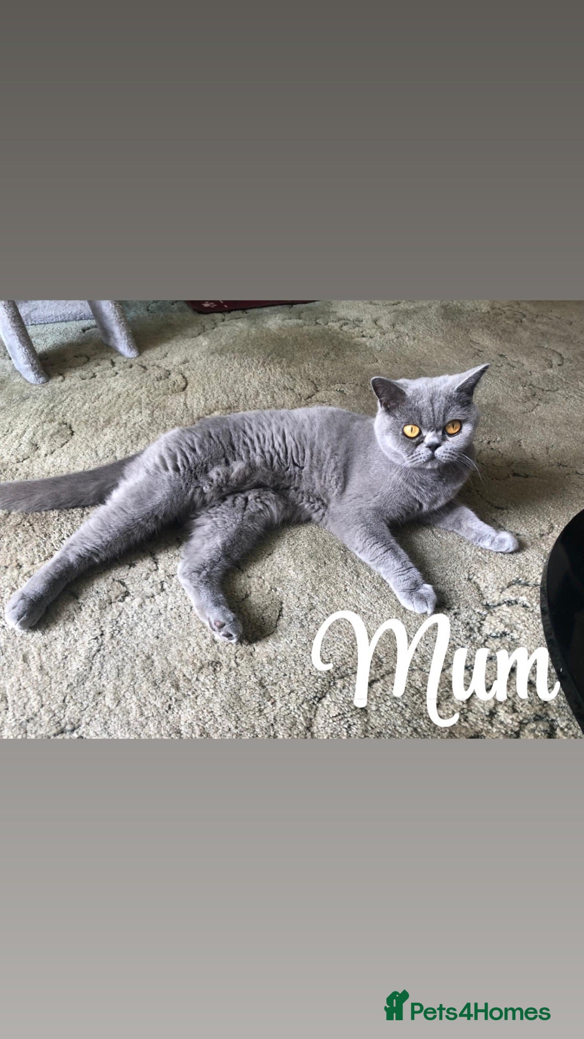 British Shorthair cats British Shorthair Babies - Advert 9