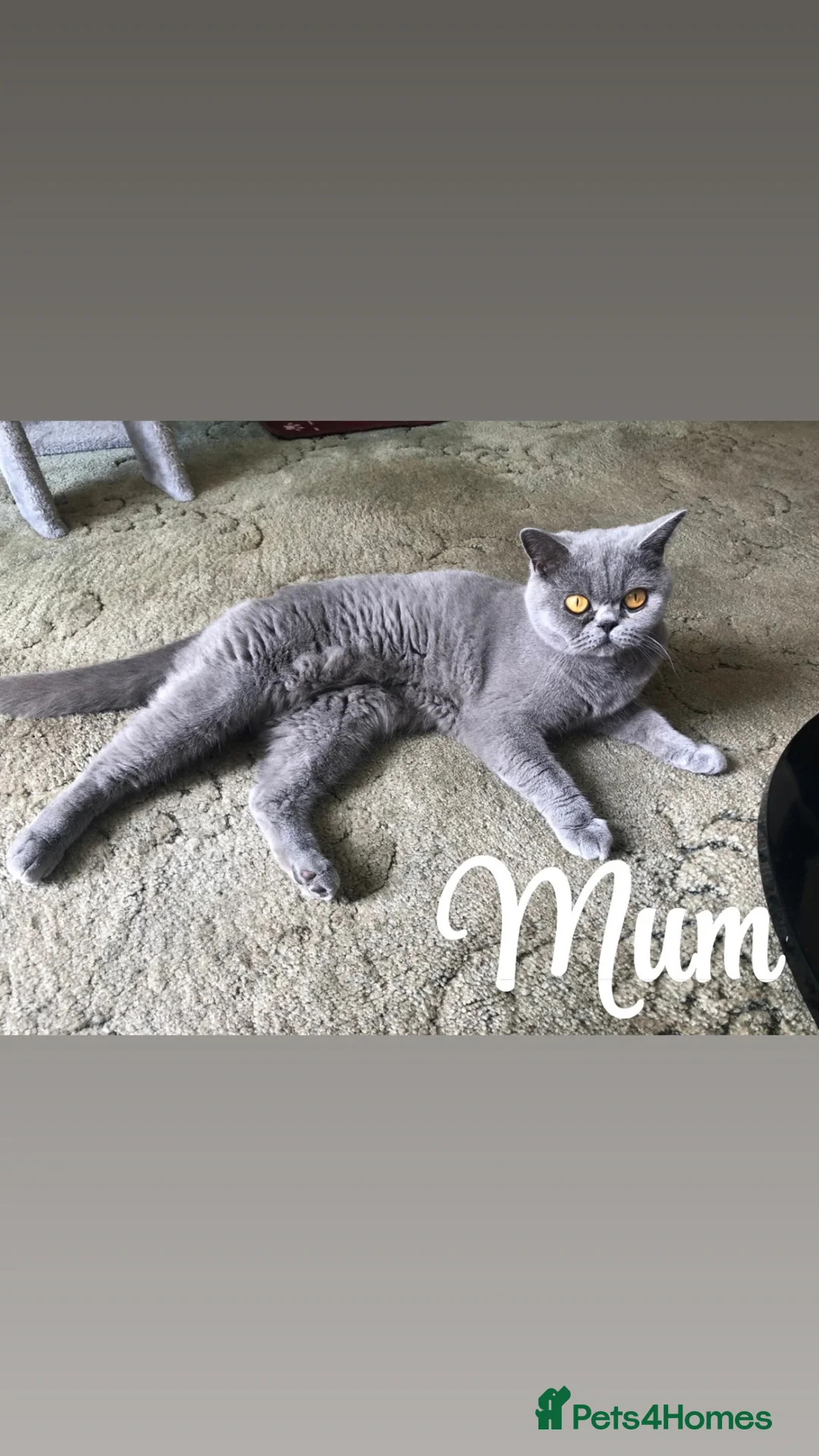 British Shorthair cats for sale: British Shorthair Babies - Advert 1