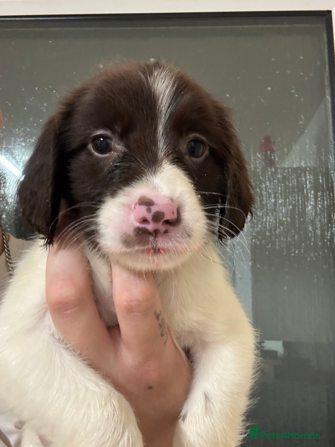 Springador dogs for sale: 9 Beautiful Springador Puppies - Image 8