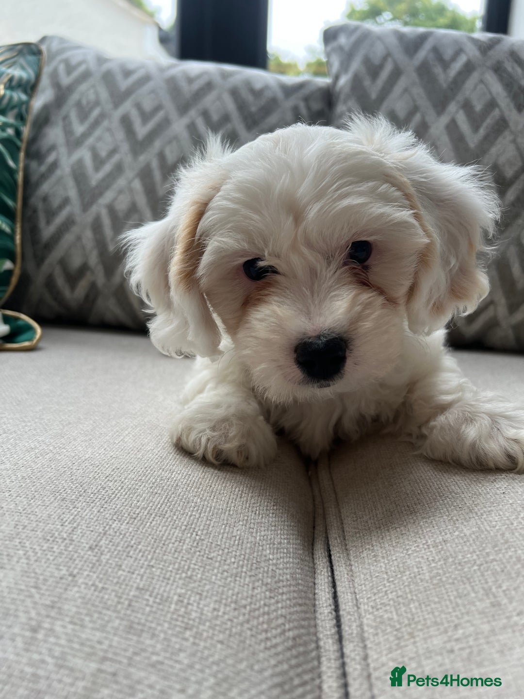 Cavachon dogs for sale: 2 Adorable boys ready for their forever homes 🐾 - Image 14