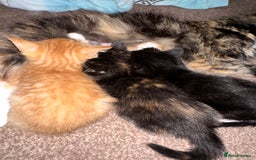 Mixed Breed cats for sale: Kittens for sale ginger boys  - Image 6