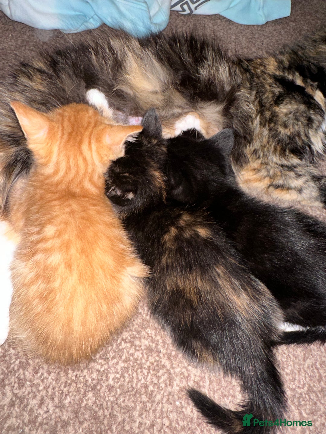 Mixed Breed cats for sale: Kittens for sale ginger boys  - Image 6