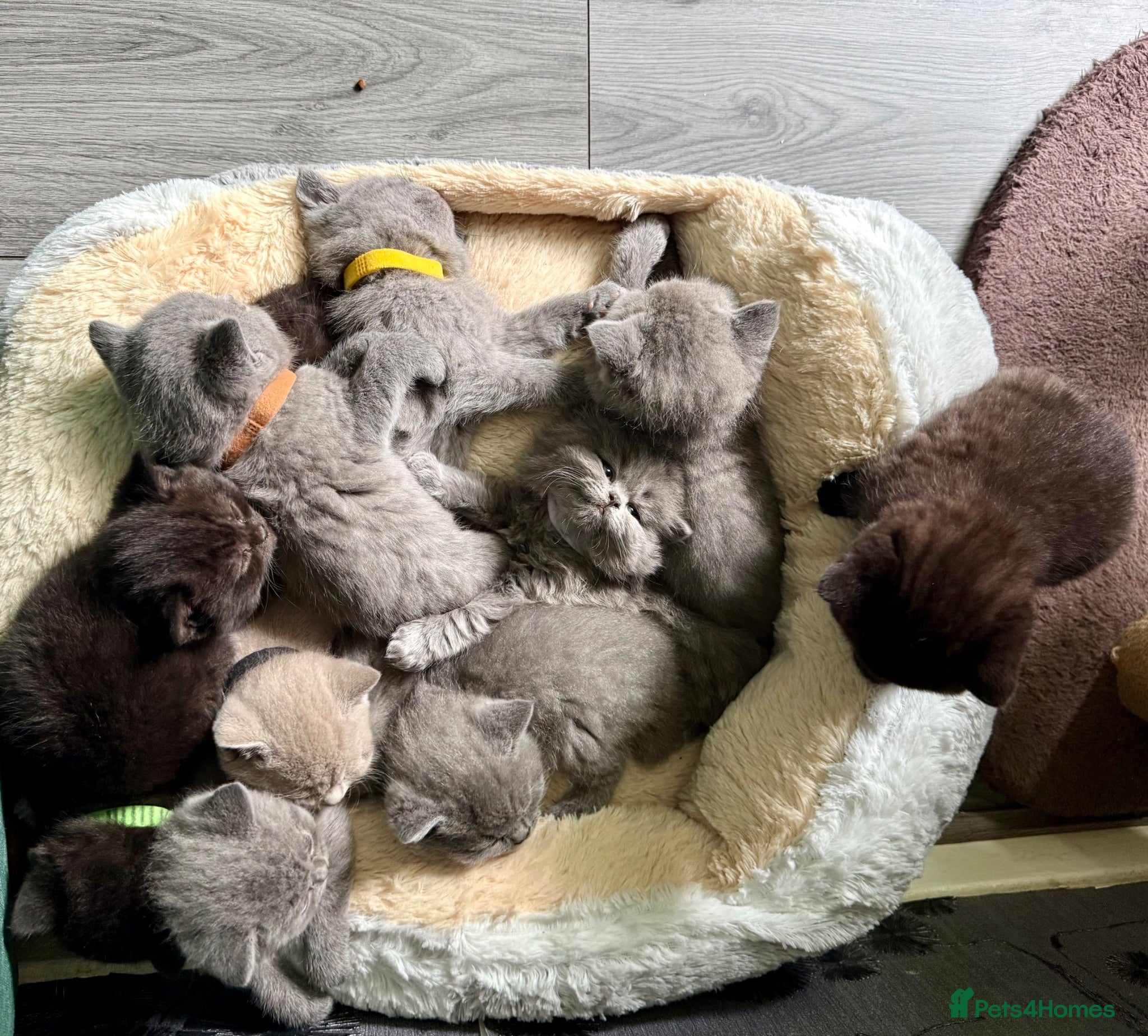 British Shorthair cats Exceptional BSH kittens  - Advert 2