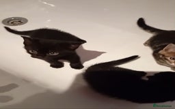Mixed Breed cats for sale: Mixed Kittens - Image 5