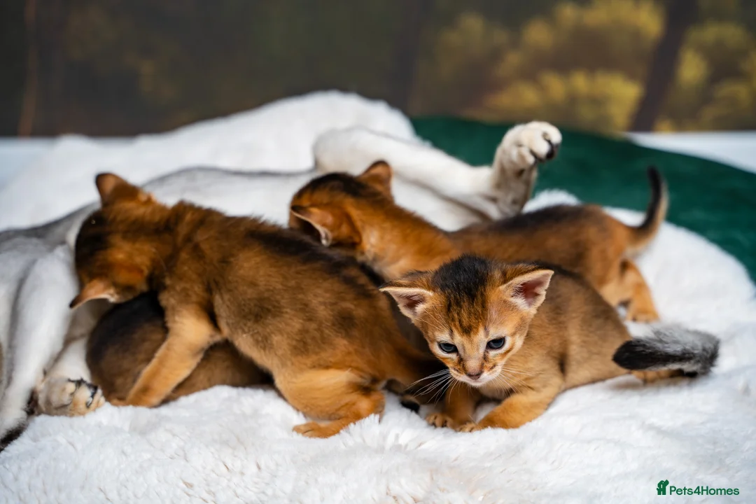 Abyssinian cats for sale: Ruddy Abyssinians Kittens-Outstanding Pedigree  - Advert 22