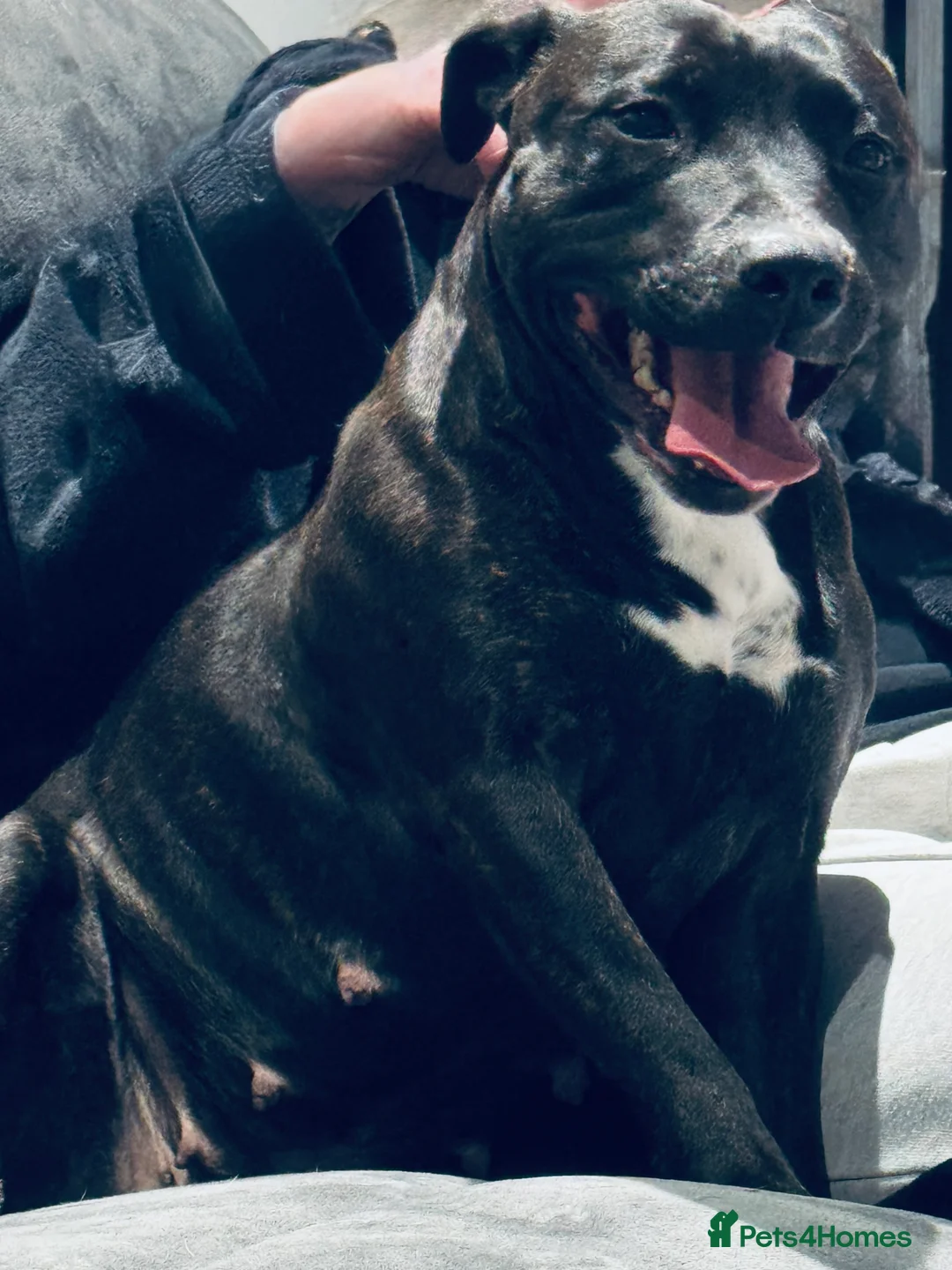 Staffordshire Bull Terrier dogs for sale: Staffordshire bull terrier 3 males  - Advert 9