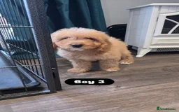 Cockapoo dogs for sale: Adorable Cockapoo pups 🦴🐾 - Image 17