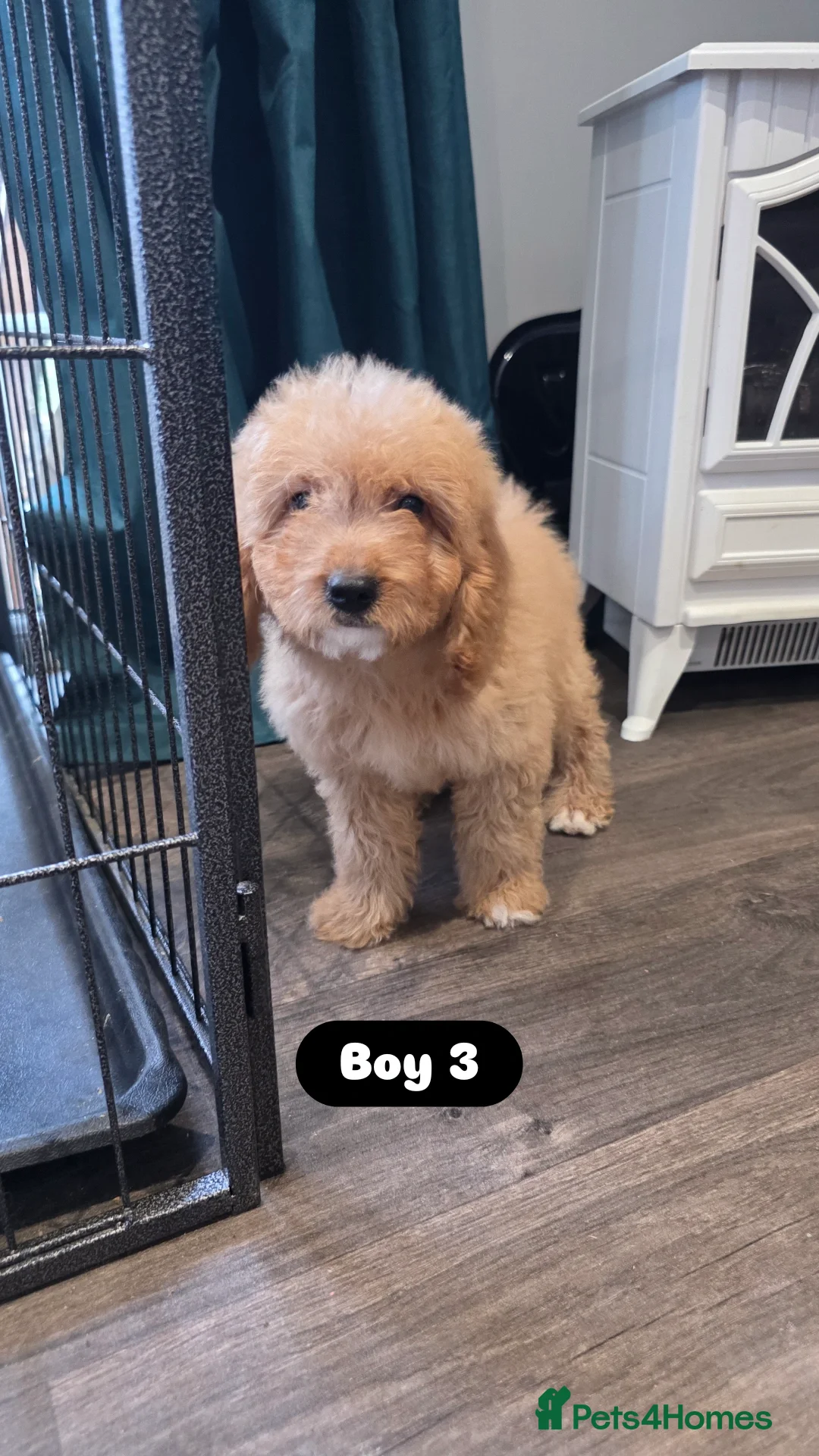 Cockapoo dogs for sale: Adorable Cockapoo pups 🦴🐾 - Image 17