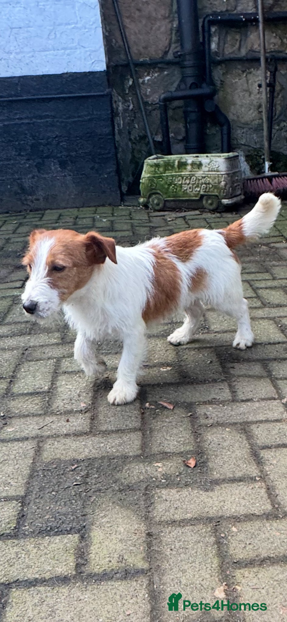 Jack Russell dogs for sale: Stunning Wee Jack Russell  - Advert 2