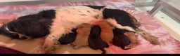 Cavapoo dogs for sale:   ✨ Adorable Miniature Cavapoo Puppies ✨ - Advert 13