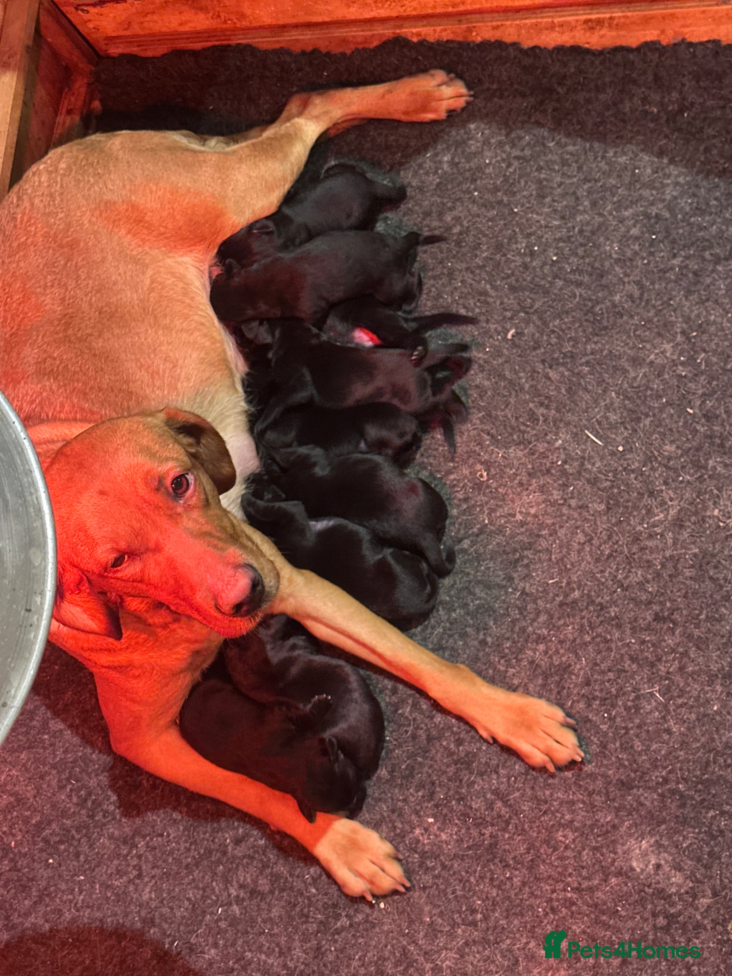 Labrador Retriever dogs 9 Beautiful Labrador retriever puppies  - Advert 1