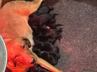 Labrador Retriever dogs 9 Beautiful Labrador retriever puppies - Advert 1