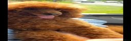Miniature Poodle dogs for sale: Miniature poodle female  - Advert 5