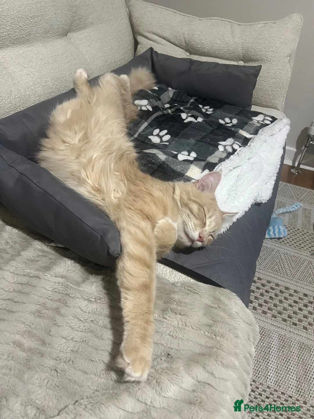 Maine Coon cats for sale: Main Coon 6 Months Cream/light Ginger  - Advert 2