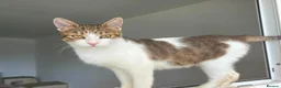 Mixed Breed cats for adoption: Mona - Norwich Norfolk  - Advert 1