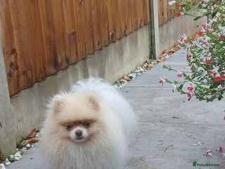 Pomeranian dogs KC registered STUD only,Chiao Li YA lines - Advert 14