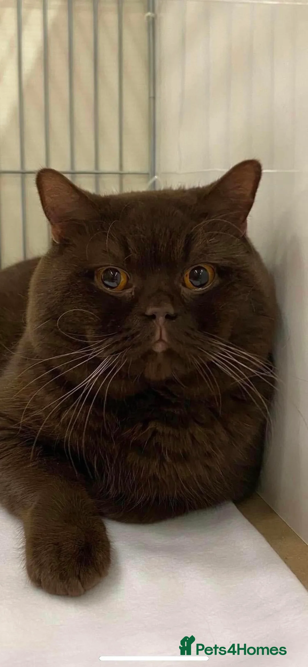 British Shorthair cats for stud: 🍁 GCCF Champion Chocolate Stud 🍁 in Warrington - Advert 4