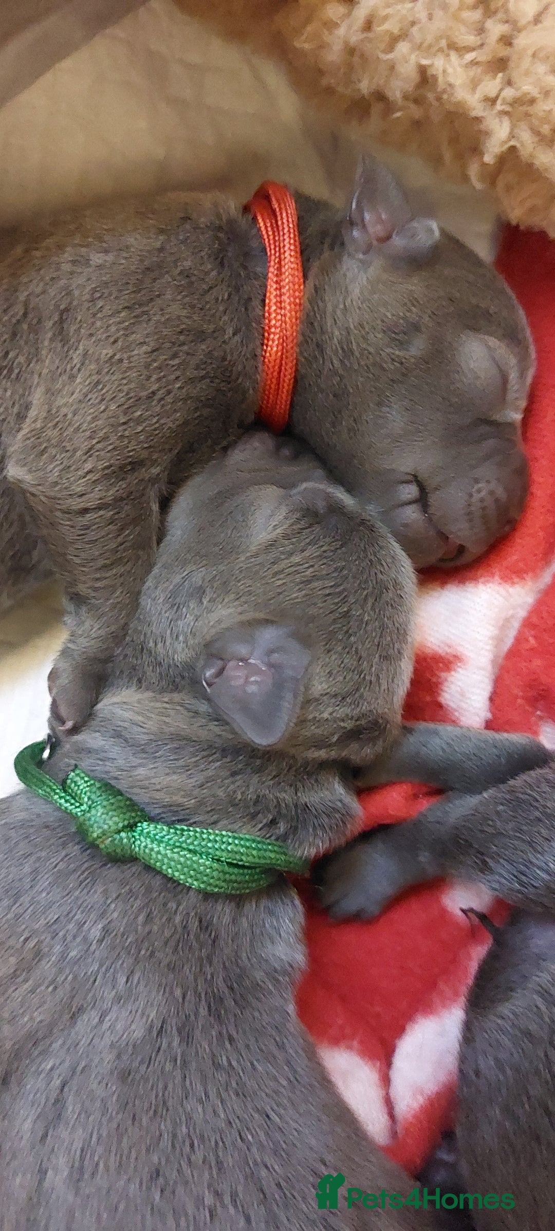 Staffordshire Bull Terrier dogs for sale: 💙KC Staffordshire Bull Terrier puppies 💙 - Image 2