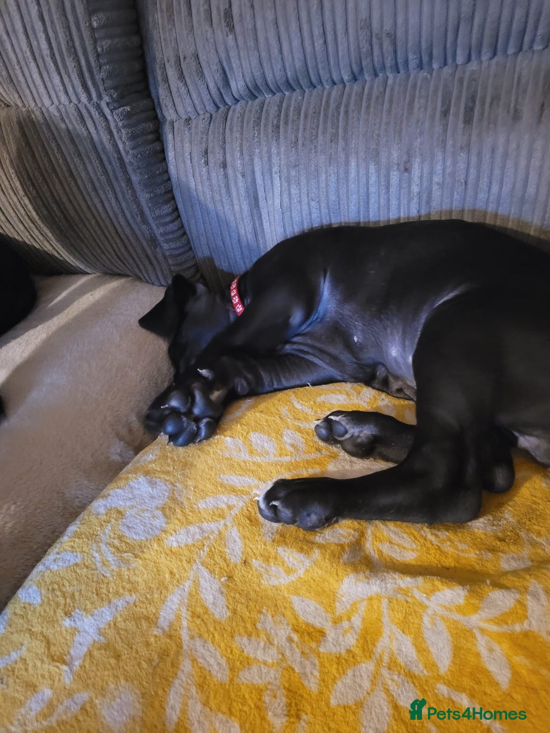 Great Dane dogs for sale: Only 2 beautiful Great Dane girls left. Ready now - Advert 3