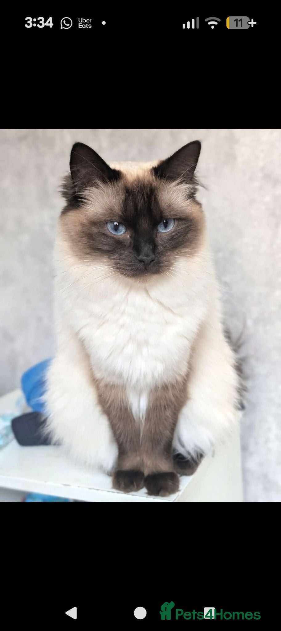 Ragdoll cats Beautiful female ragdoll  - Advert 3